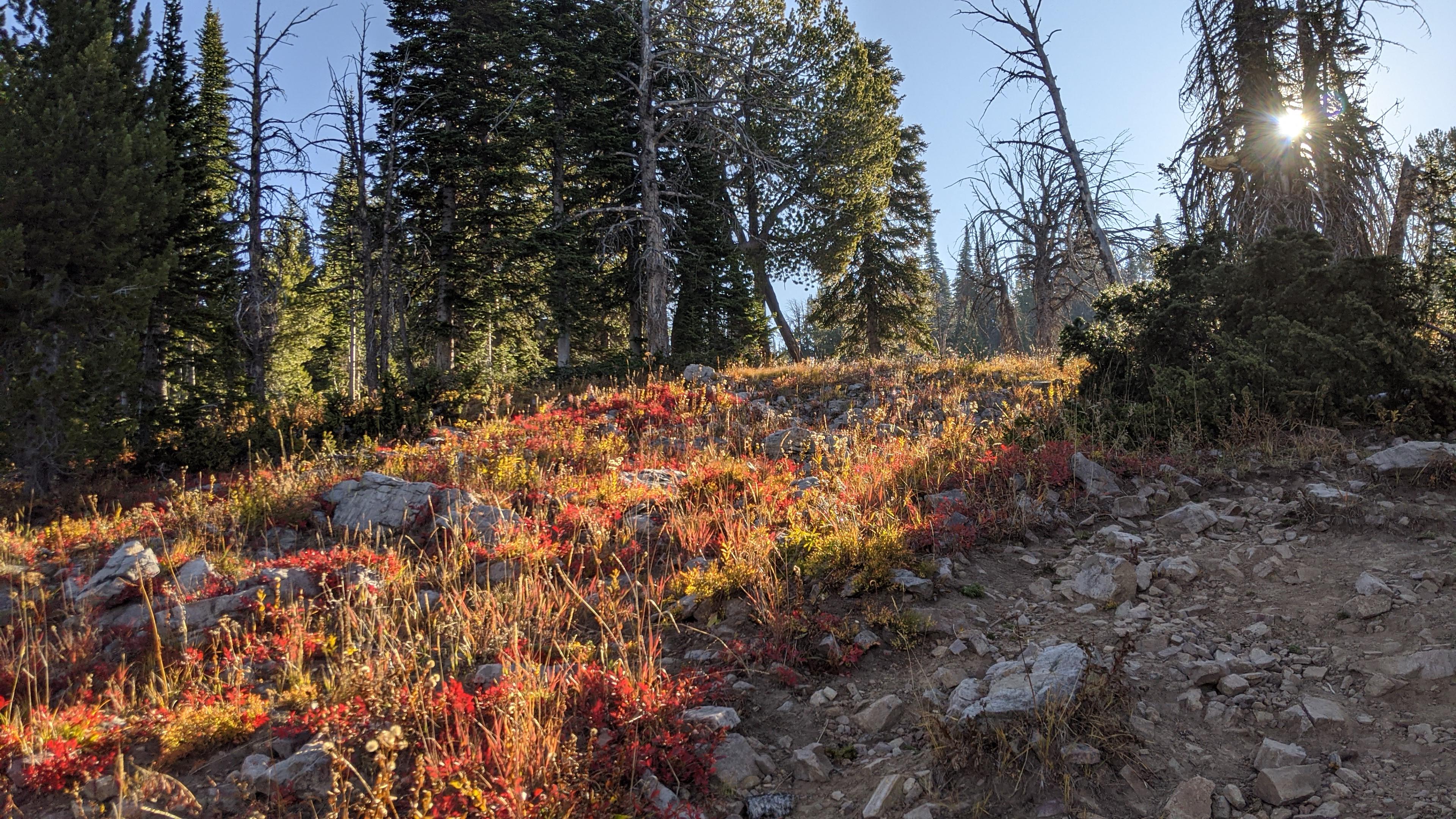 Early morning light on the trail